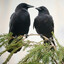 crow