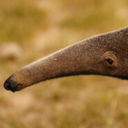 BigOVO