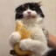 Gato loco