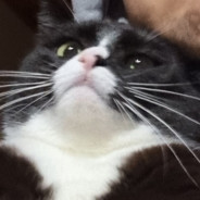 Bozi