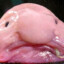 Blob Fish