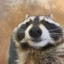 Bongo