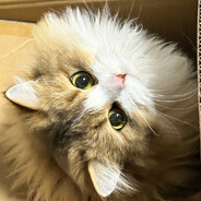 你不要给我哇哇叫