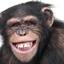 i am monkey