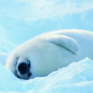 芝士海豹  雪豹闭嘴
