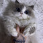 Mignon