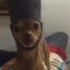 Rocco