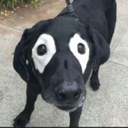 西红柿突变鳄鱼