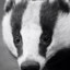 badger