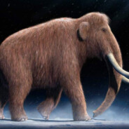 ПИЗДА МАМОНТА