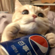 心碎小狗打不过