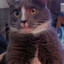 Wise Cat