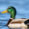 Ducyk