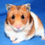 |PS| हैम्स्टर