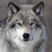Wolfsjunge - steam id 76561197970940327