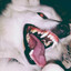 wolf3