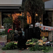 致我摆烂的人生