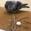 Lazy Pigeon