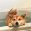 Puppey