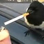 u