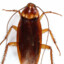 cockroach