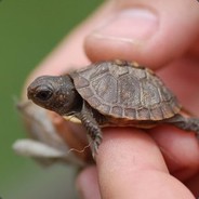 StealthyTurtle