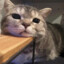天才小肥猫