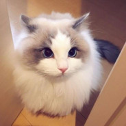 cat-god