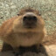 capybara