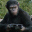 ape with shotgun