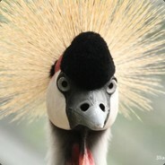 只想天胡