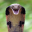 Ethereal Cobra