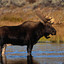 an angry moose