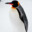 PenguinSocks