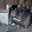 Cool Ass Rat