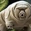 ElTardigrado