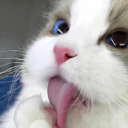 一百个金姿笑话谁想听