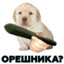 рогатка из орешника