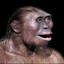 Australopithecus