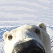 Polar_Bear_Ninja