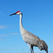 Crane