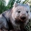 WarWombat