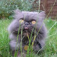 Legestuen | PerserKatten