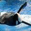 Tilikum