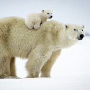Polar Bear Is Comfort