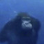 A_Palewhale