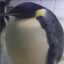 pinguino