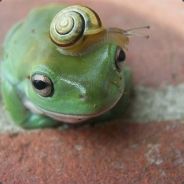 Munkichi_kaw