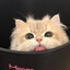 我的小猫去哪了