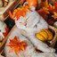 Neoℚℚ ♡ PumpkinHeart avatar